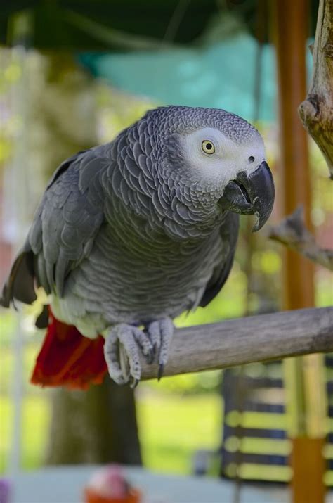 好養的鳥|第一次養鸚鵡就上手！鸚鵡種類介紹、挑選懶人包 